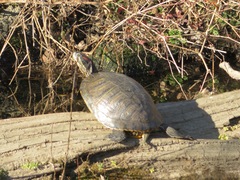 Trachemys scripta elegans