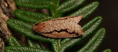 Meritastis