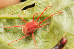 Trombidioidea