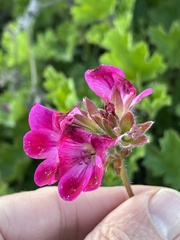 Pelargonium × hybridum