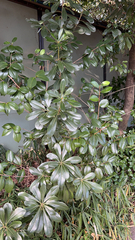Pittosporum tobira