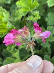 Pelargonium × hybridum
