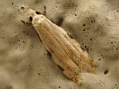 Endophthora omogramma