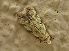 Endophthora pallacopis
