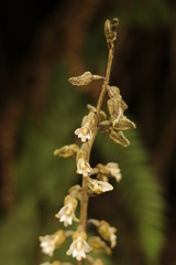 Gastrodia molloyi