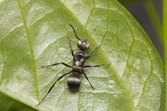 Polyrhachis daemeli
