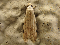 Endophthora omogramma