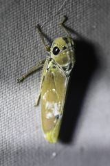 Bothrogonia ferruginea