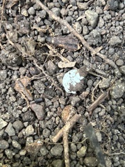 Turnix melanogaster