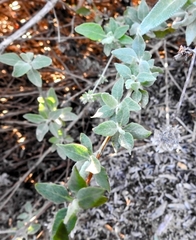 Eriogonum cinereum