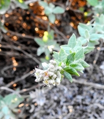 Eriogonum cinereum