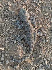 Ptyodactylus puiseuxi