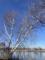 Platanus occidentalis
