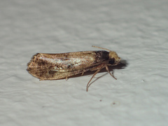 Monopis congestella