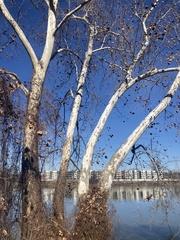 Platanus occidentalis