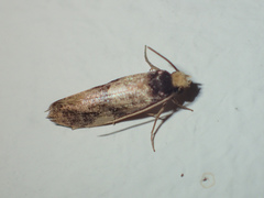 Monopis congestella