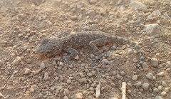 Ptyodactylus puiseuxi
