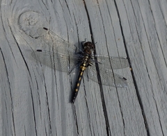 Leucorrhinia frigida