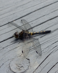 Leucorrhinia frigida