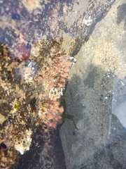 Ectopleura marina