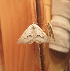 Frederickia s-signata