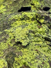 Candelariella efflorescens