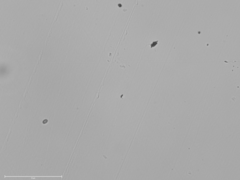 Flammulaster erinaceellus