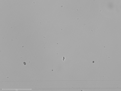 Flammulaster erinaceellus