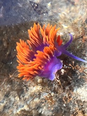 Flabellinopsis iodinea