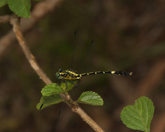 Austrogomphus amphiclitus