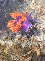 Flabellinopsis iodinea