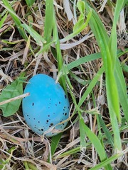 Turdus philomelos clarkei