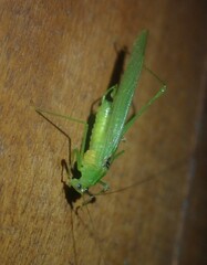 Anaulacomerina