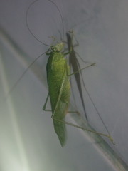 Anaulacomerina