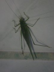 Anaulacomerina