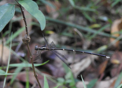 Episynlestes albicaudus