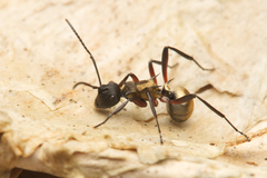 Polyrhachis rufifemur