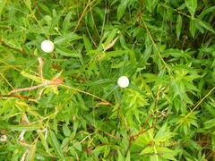 Rabdophaga strobiloides