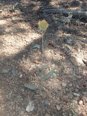Gaillardia aristata
