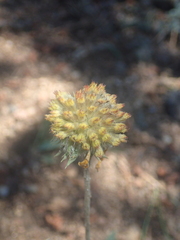 Gaillardia aristata