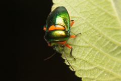 Lampromicra senator