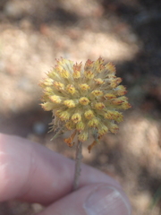Gaillardia aristata