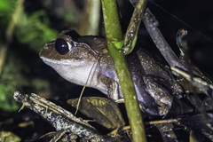 Leptobrachium