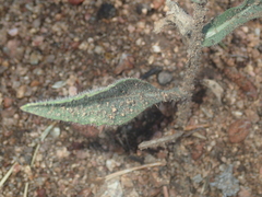 Gaillardia aristata
