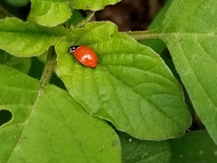 Cycloneda emarginata