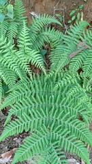 Hypolepis rugosula