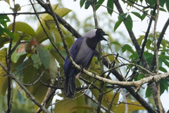 Cyanocorax violaceus