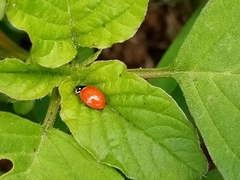Cycloneda emarginata