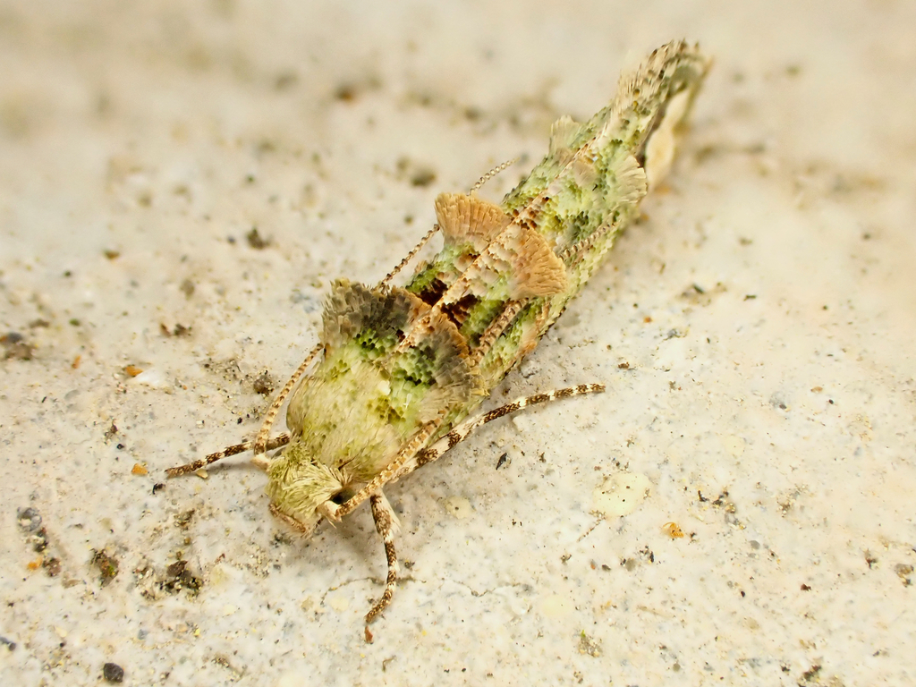 Lysiphragma mixochlora