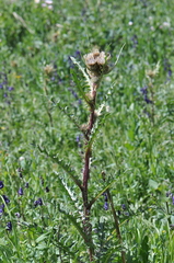 Cirsium osterhoutii